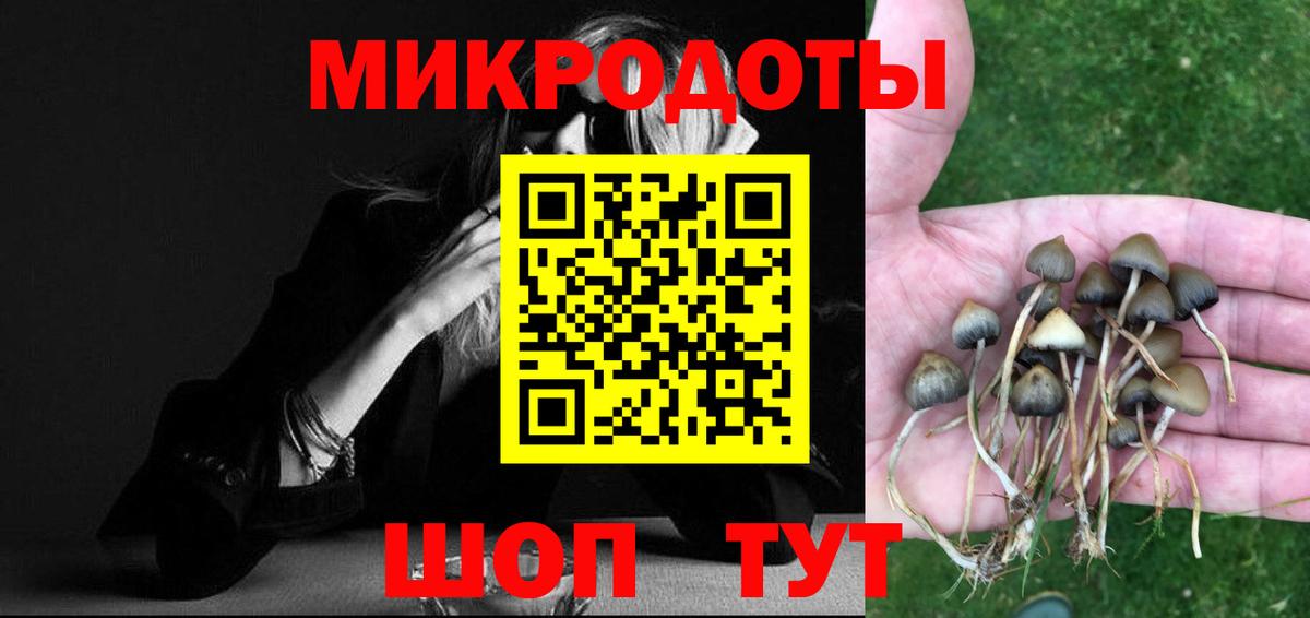 Псилоцибиновые грибы Psilocybe Всеволожск